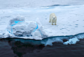 Polar Bear\n(Ursus arctos)\nwalking on sea ice\nSvalbard