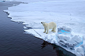 Eisbär (Ursus arctos) auf Meereis, Spitzbergen
