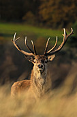 Red Deer\n(Cervus elaphus)\nduring rut\nUK