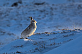 Schneehase (Lepus timidus) im Schneeloch, Schottland