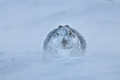 Schneehase (Lepus timidus) im Schneesturm mit gefrorenem Gesicht, Schottland