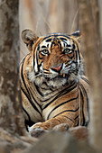 Bengal Tiger (Panthera tigris), männlich (Pac-Man), Ranthambhore, Indien