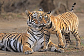 Bengal Tiger (Panthera Tigris), Weibchen Noor mit Jungtieren, Ranthambhore, Indien