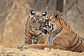 Bengal Tiger\n(Panthera tigris)\ntigress Noor with cubs\nRanthambhore, India