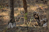 Bengal Tiger\n(Panthera tigris)\ntiger sleeping\nRanthambhore, India