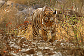 Bengal Tiger (Panthera tigris), männlich T57, Ranthambhore, Indien