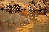 Bengal Tiger\n(Panthera tigris)\nsleeping in waterhole in summer heat\nRanthambhore, India