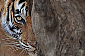 Bengal Tiger\n(Panthera tigris)\nfemale stalking\nRanthambhore, India