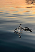 Iceberg at sunrise\nSvalbard