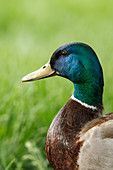 Close up of Male mallard Duck, anas platyrhynchos, at Manito Park in Spokane, Washington.