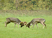 A pair of Fallow deer bucks (Cervus dama) rutting in open parkland, Holkham Estate, Norfolk, UK