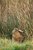European brown hare,  Lepus europaeus, early March on rough Suffolk pastureland