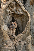 Tawny Owl ;Strix aluco, resting in an old hoolow tree,spring in Oxfordshire \n\n\nControlled conditions