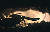 Dickschwanzskorpion (Androctonus crassicauda), tagsüber in der Höhle versteckt, Kuwait