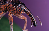 Rüsselkäfer (Notaris bimaculatus), Detailaufnahme vom Kopf mit Auge und hervorstehender Schnauze (Rostrum) mit Kiefer am Ende. Man beachte die gekrümmten Fühler, Portugal