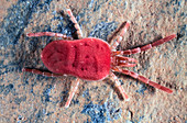 Velvet mite, Eutrombidium rostratus. Adult animal walking over stone. Velvet mites are voracious predators that often tackle prey many times their own size. They are quite large mites, but are still only about 2 or 3 mm in length. Portugal