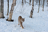 A Eurasian lynx (Lynx lynx) is walking in the snow at a wildlife park in northern Norway.