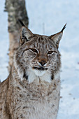 Nahaufnahme eines Eurasischen Luchses (Lynx lynx) im Schnee in einem Wildpark, im Norden von Norwegen