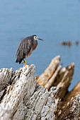 A white-faced heron (Egretta novaehollandiae) is perched on rocks in Kaikoura on the South Island in New Zealand.