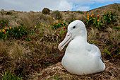 A Royal albatross nesting amongst yellow Bulbinella rossii flowers, commonly known as the Ross lily (subantarctic megaherb), on Campbell Island, a sub-Antarctic Island in the Campbell Island group, New Zealand.