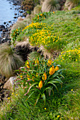 Blüten der gelben Bulbinella rossii, allgemein bekannt als die Rosslilie (subantarktisches Megaherb), auf Campbell Island, einer subantarktischen Insel in der Campbell Island-Gruppe, Neuseeland