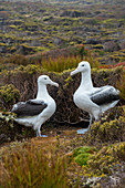 A pair of southern royal albatrosses (Diomedea epomophora) on Enderby Island, a sub-Antarctic Island in the Auckland Island group, New Zealand.