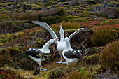 Gamming (Balzverhalten) mehrerer Paare südlicher Königsalbatrosse (Diomedea epomophora) auf der Insel Enderby, einer subantarktischen Insel in der Inselgruppe Auckland, Neuseeland