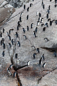 Eine Gruppe von Snaresinselpinguinen (Eudyptes robustus), auch Snares-Dickschnabelpinguin, nach der Rückkehr von der Fütterung am Meer, putzen sich auf Felsen am Wasserrand, Snareinseln, Neuseeland