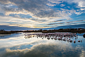 Greater flamingo(Phoenicopterus roseus) sunset over the natural reserve of Pont de Gau, Camargue, France.  Africa, on the Indian subcontinent, in the Middle East and southern Europe.