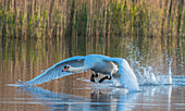 Mute swan male taking off (Cygnus olor). Natural reserve of Champittet, Switzerland.  Eurasia, and (as a rare winter visitor) the far north of Africa. It is an introduced species in North America, Australasia and southern Africa. 