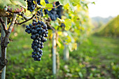 Weinlese in La Morra in der Provinz Piemont, Italien. Die bekanntesten piemontesischen Weine sind Barolo und Barbaresco in dieser Region.