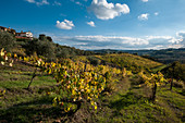 Countryside around San Miniato