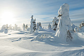 Tief verschneite Bäume  im Pyhä-Luosto-Nationalpark, Finnland