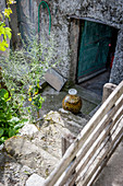 Eingelegte grüne Oliven, in den Weinbergen oberhalb von Vernazza, Cinque Terre, Italien