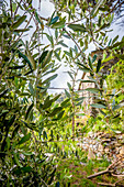 Olive tree in the vineyards above Vernazza, Cinque Terre, Italy