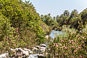 Palmenhain am Fluss hinter dem Palmenstrand von Preveli im Sommer, Mitte Kreta, Griechenland