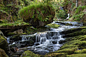 Wasserfall, O'Sullivan's Cascade, Tomies Woods, Killarney Nationalpark, Grafschaft Kerry, Irland, Europa
