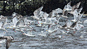 Silbermöwen im Flug, Larus argentatus, Irland