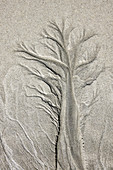 Baumähnliches Muster im Sand, Gurteen Bay, Roundstone, Grafschaft Galway, Irland