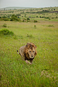 Männlicher Löwe in der Savanne, Nationalpark Masai Mara, Serengeti, Kenia