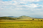 Typical landscape of the savannah, safari, national park, Masai Mara, Maasai Mara, Serengeti, Kenya