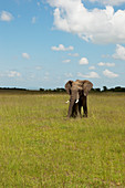 Elephant in the savannah, Safari, National Park, Masai Mara, Maasai Mara, Serengeti, Kenya
