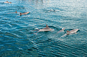 Dolphins on the Blue Safari, Watamu, Malindi, Kenya