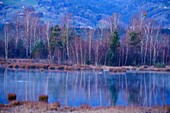 Birken spiegeln sich in Wasserfläche im renaturierten Hochmoor, Nicklheimer Filz, Bayerische Alpen, Oberbayern, Bayern, Deutschland