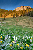 Blumenwiese mit Raureif und Heuberg im Hintergrund, Heuberg, Chiemgauer Alpen, Chiemgau, Oberbayern, Bayern, Deutschland