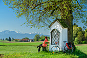 Woman cycling while sitting on bench at wayside shrine and linden tree, mountains in background, Benediktradweg, Upper Bavaria, Bavaria, Germany