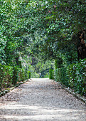Path in the Boboli Gardens in Florence, Italy
