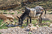 Donkey grazes in the hills of Shoubak, Jordan