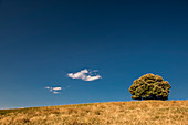 Einsamer Baum auf Hügel, Buonconvento, Toskana, Italien