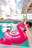 Plastic flamingo in a pool, Italy